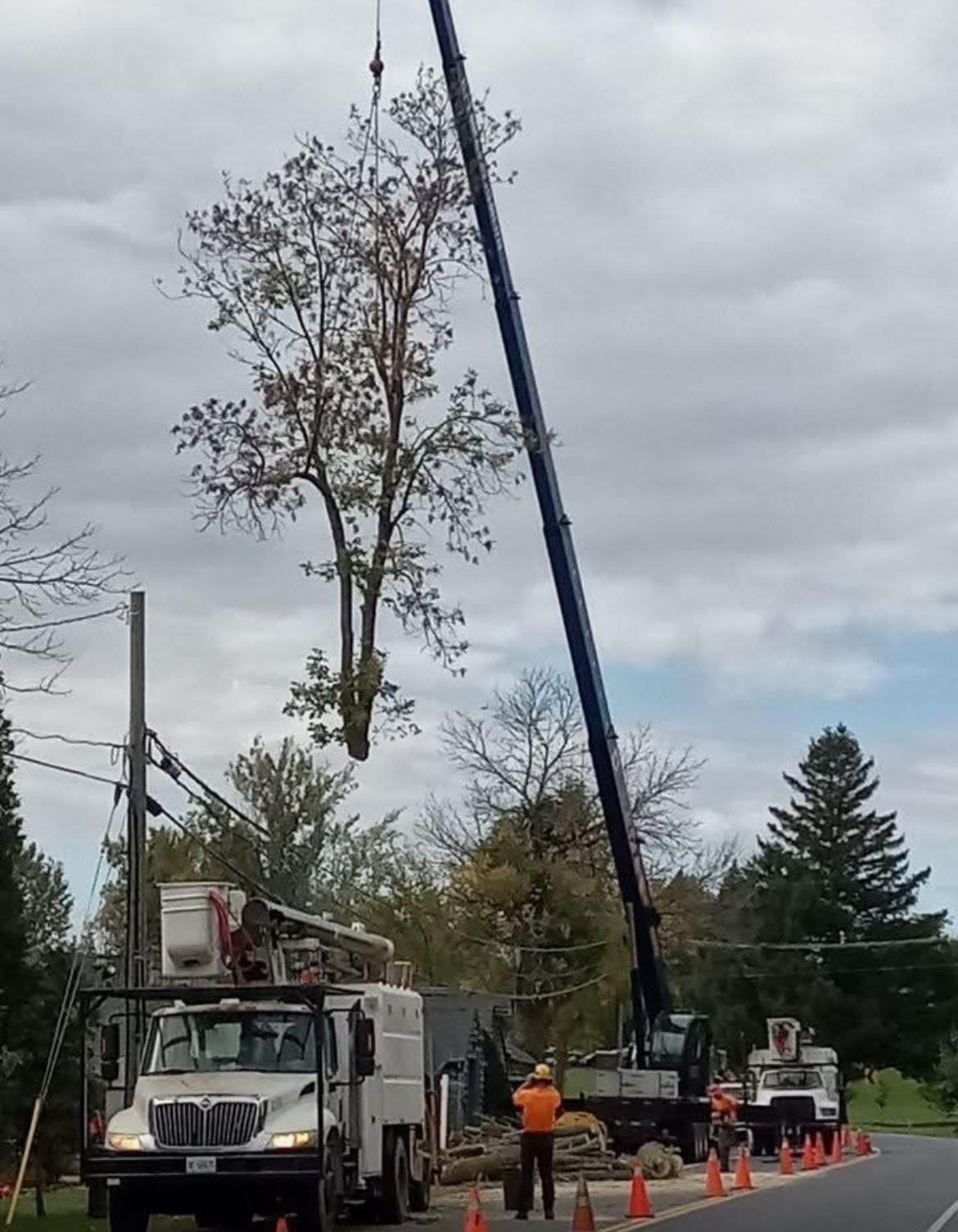 Crane pick removing a large tree section over the road