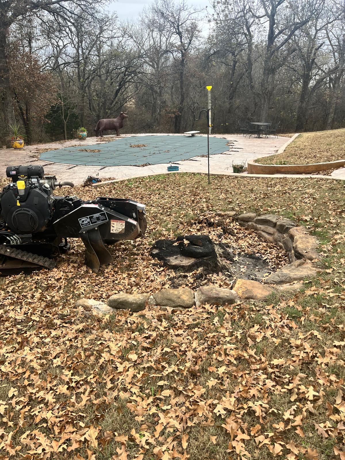 Burned stump beside a stone fire pit before grinding