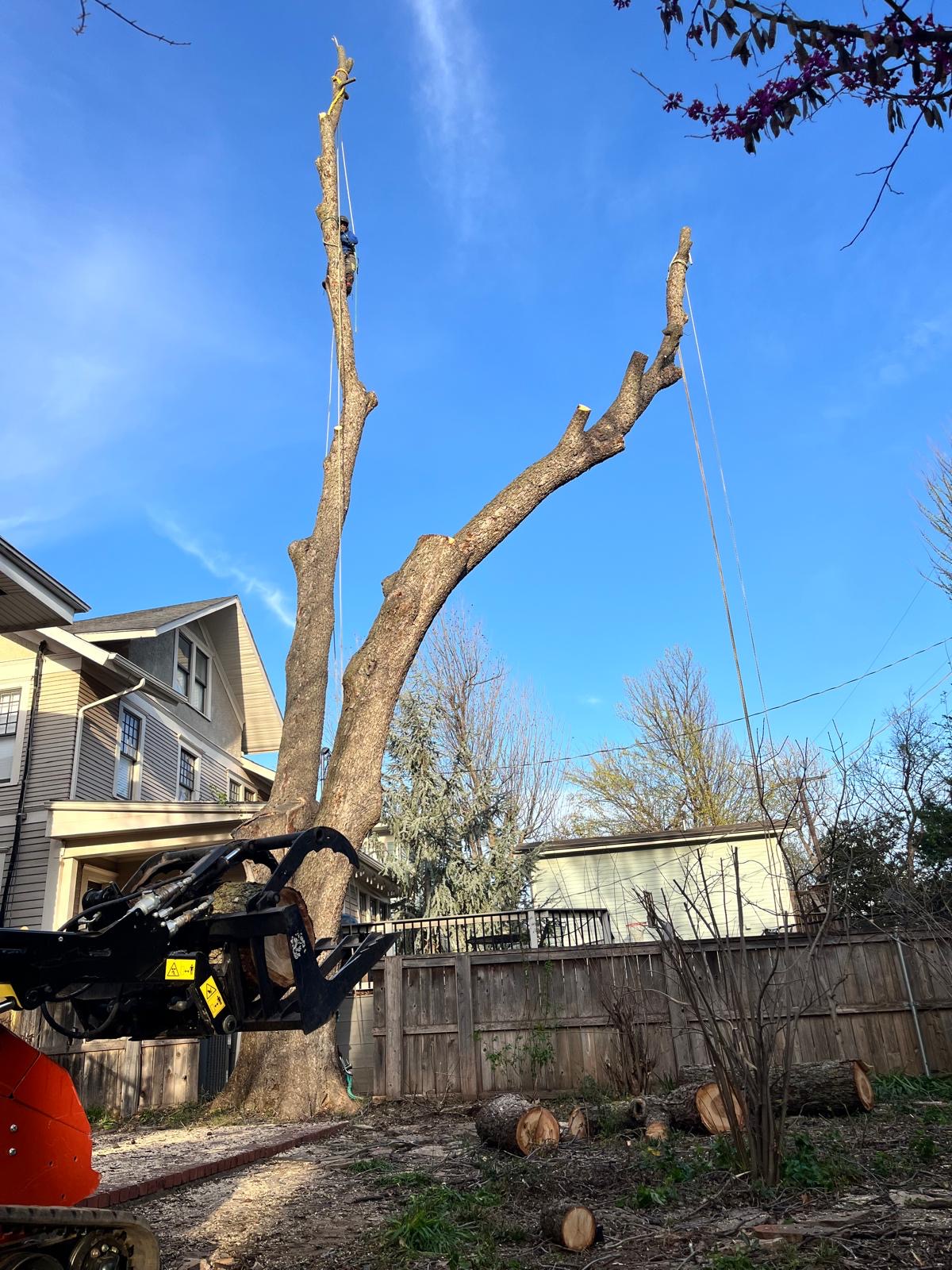 Technical tree removal, climber roped in above a residential yard